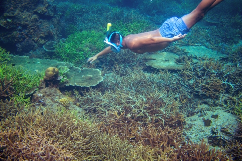 Young Boy Snorkel In Coral Reef. Man Swimming Underwater. Snorke